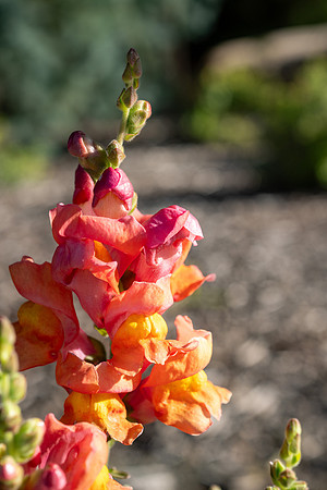 Campus Nature in the Morning - Aug 2025