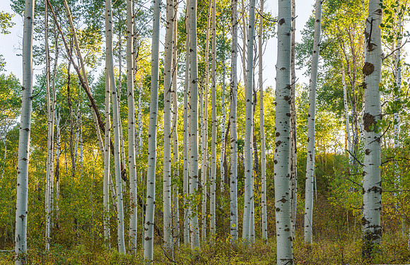 14-QuakenAspens