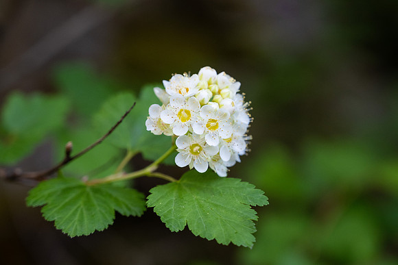Hike - June 2024