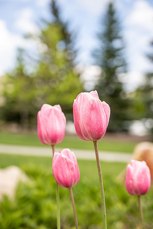 Campus Flowers - May 2025