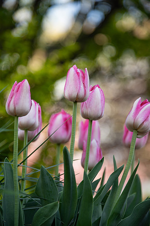 Campus Spring - May 2025