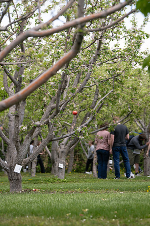 Apple Blossom Festival - May 2025