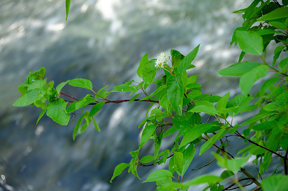 Photo Excursion: hike to Lower Palisades Lake.