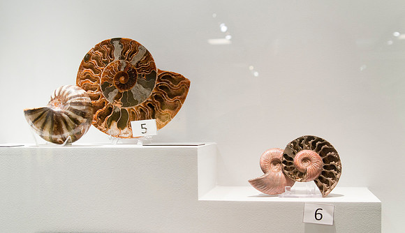 New displays to hold artifacts and mineral collection in the geology museum.