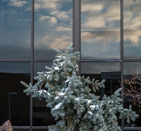 Blue Spruce outside the Smith Building.