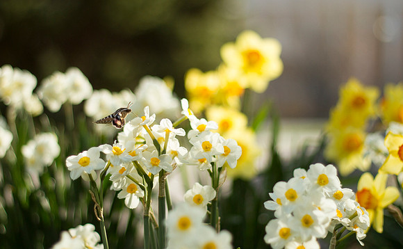 The weather in Rexburg, Idaho is notorious for having interesting weather however, moths are sign that spring is coming.