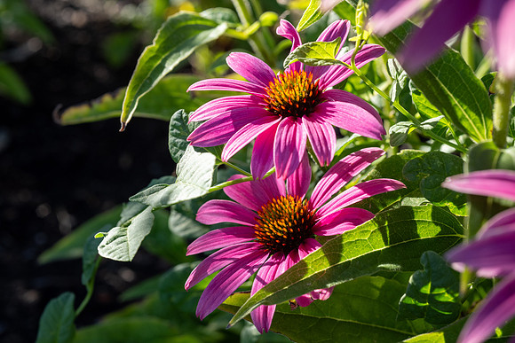 Campus Nature in the Morning - Aug 2025