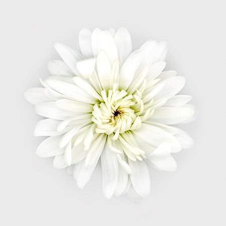 The Brigham Young University-Idaho offers a variety of flowers and floral arrangements.