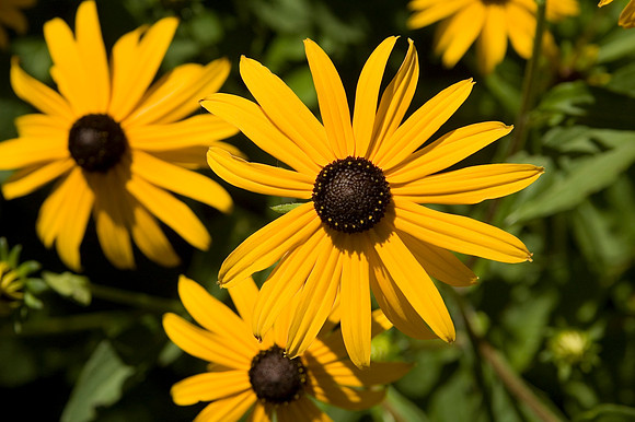 Yellow Flower