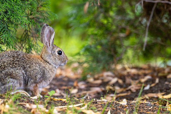 Animals on Campus -August 2025