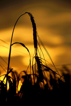 Angle Shape Wheat sunset