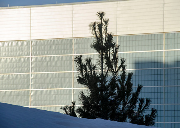 Pine tree silhouetted against the BYU-Idaho Center.