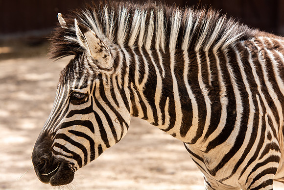Tautphaus Park Zoo - May 2021