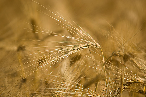 Agricultural Scenic Shots