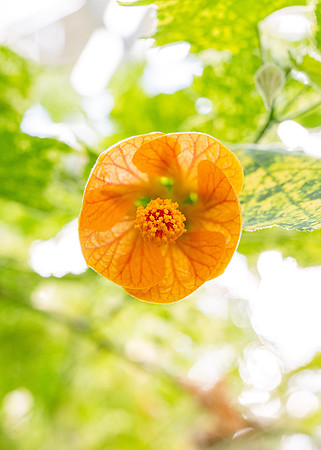 Flower in the BYUI greenhouse