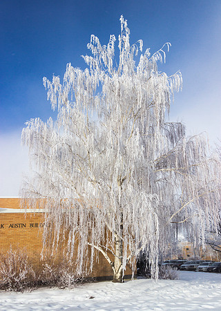 A tree outside the Austin Building covered in frost.