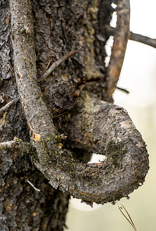 Photo excursion, hike along the river to Coffee Pot rapids.