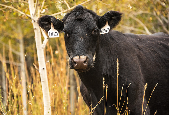 Cows: Sunday drive up into the hill East of Rexburg.