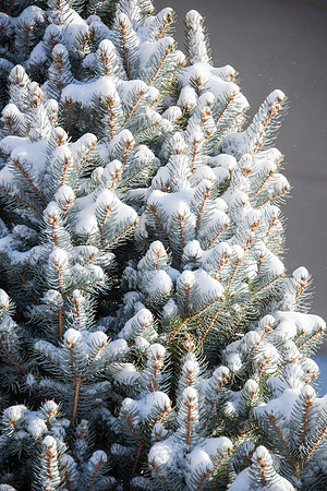 Campus after a light snow fall on a winter morning.