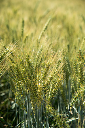 Ag students get the opportunity to show off their wheat crops during Ag Days.