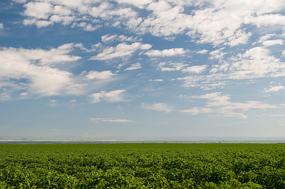 Potato Field