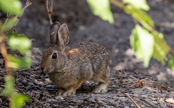 Animals on Campus -August 2025