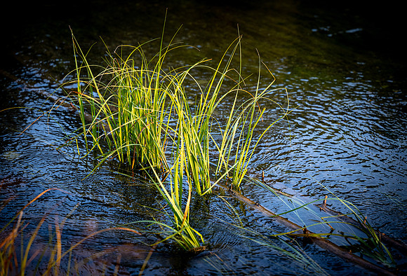 Photo excursion, hike along the river to Coffee Pot rapids.