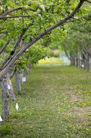 Apple Blossom Festival - May 2025