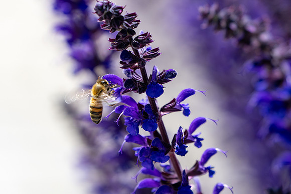 Campus Flowers - June 2025