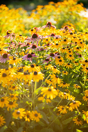 Campus Nature in the Morning - Aug 2025