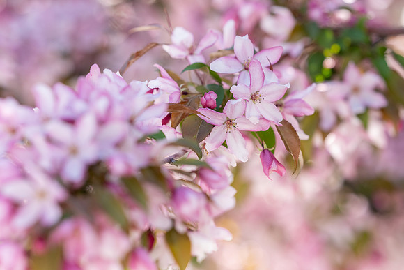 Flowers and Bees - May 2025