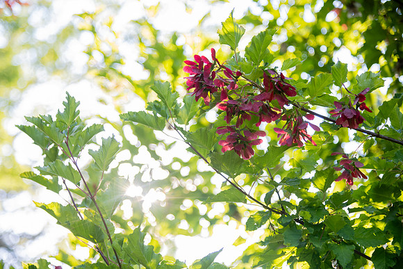 Tree in the Ricks Gardens with sunlight coming through