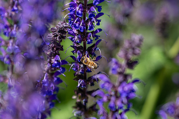Campus Flowers - June 2025