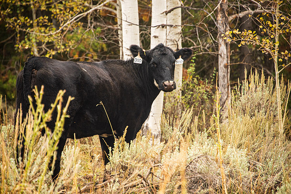 Cows: Sunday drive up into the hill East of Rexburg.