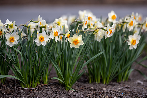 First Day of Spring Semester - April 2025