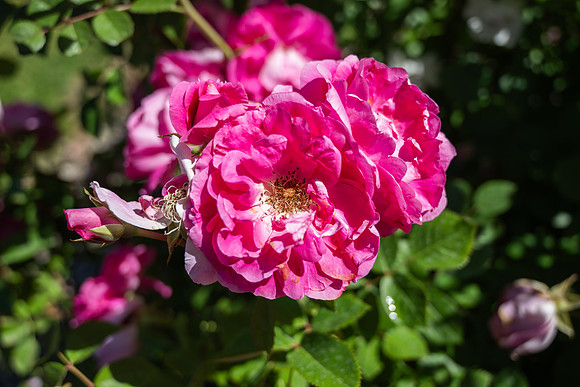 Thomas E Ricks Gardens during spring semester