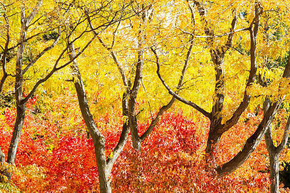 A scenic picture of campus during the 2014 Fall Semester.