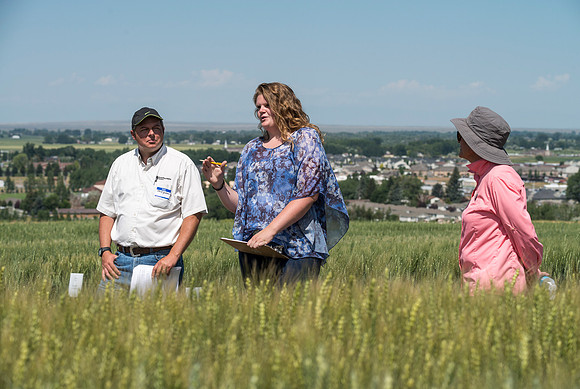Ag students get the opportunity to show off their wheat crops during Ag Days.