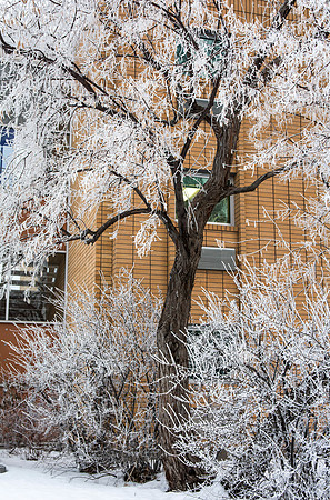 A frosty winter day at BYU-Idaho.