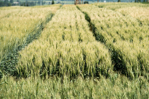 Ag students get the opportunity to show off their wheat crops during Ag Days.