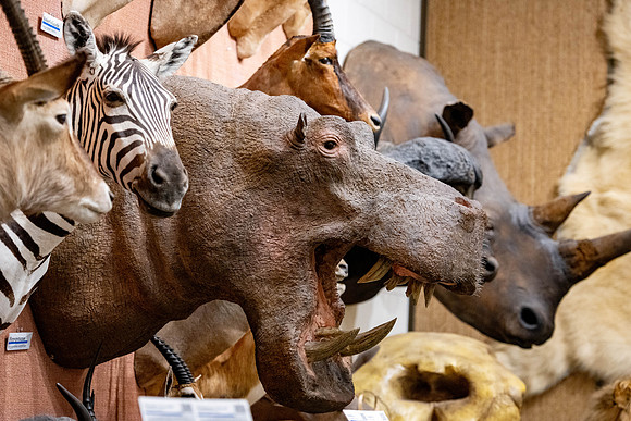 The Wildlife Museum in the Benson Building.