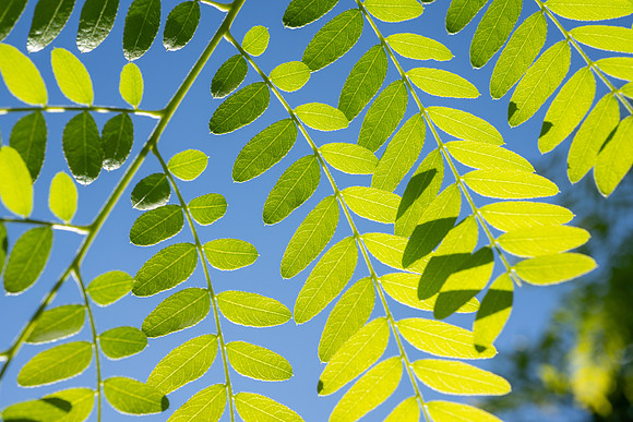 Campus Nature in the Morning - Aug 2025