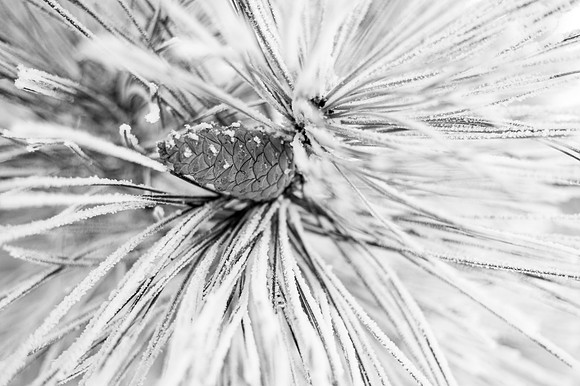 Beautiful pictures of campus scenery after a frosty snowstorm.