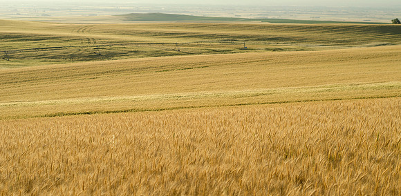 Golden Grain