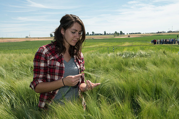 Ag students get the opportunity to show off their wheat crops during Ag Days.