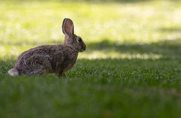 Animals on Campus -August 2025