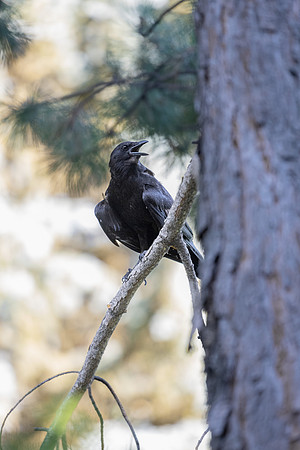 Ricks Gardens Birds - July 2024
