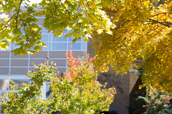 A glimpse of some of the beautiful leaves on the trees that surround campus.