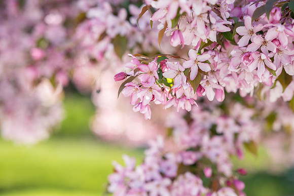 Flowers and Bees - May 2025