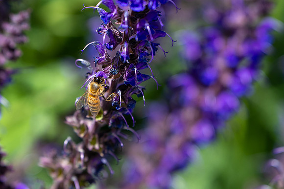 Campus Flowers - June 2025